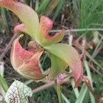 Sarracenia leucophylla 花