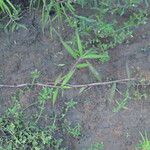 Paspalum repens Hábito