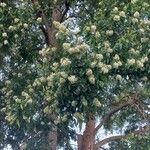 Syzygium floribundum Flor
