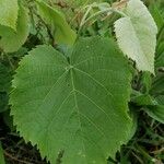 Tilia tomentosa Leaf