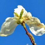 Magnolia denudata Bloem