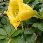 Solandra grandiflora Flor