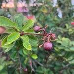 Jatropha integerrima Fruit