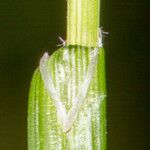 Carex pallescens Levél