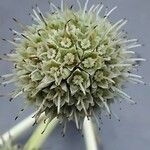 Eryngium yuccifolium Frucht