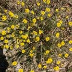 Helianthemum hirtum Habitus