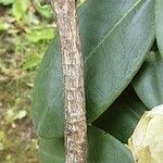 Rhododendron yakushimanum Bark