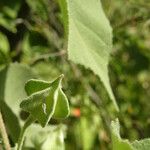 Abutilon abutiloides 葉