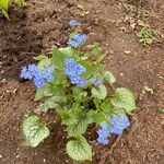 Brunnera macrophylla Flower