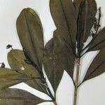 Vochysia surinamensis Otro