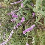 Salvia leucantha फूल