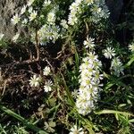 Symphyotrichum ericoidesFlors