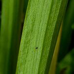 Sarracenia leucophylla Corteza