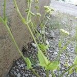 Valeriana woodsiana Bark