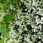 Chamaesyce hypericifolia Цвят