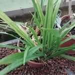 Aspidistra caespitosa Hoja