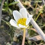 Ranunculus peltatus Квітка