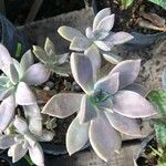 Graptopetalum paraguayense Folha