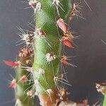 Tephrocactus verschaffeltii Lehti