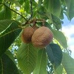 Aesculus flava Fruit