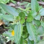 Azara lanceolata Blatt