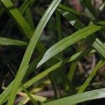 Carex tribuloides पत्ता