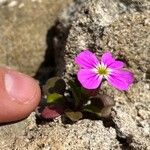 Malcolmia flexuosa Blatt