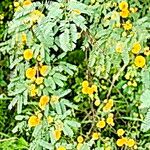 Vachellia farnesiana Flower