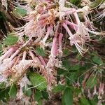 Rhododendron canescens Çiçek