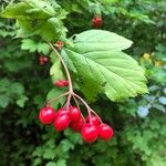 Viburnum opulusHedelmä