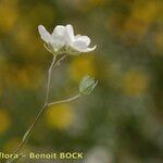 Omphalodes linifolia Other