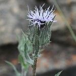 Carthamus caeruleus Flower