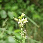 Turritis glabra Flor