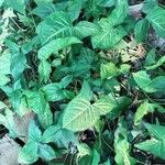 Syngonium podophyllum Leaf