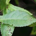 Acalypha integrifolia 葉