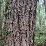 Pseudotsuga menziesiiRusca