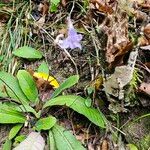 Streptocarpus primulifolius Λουλούδι