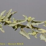 Atriplex suberecta Other