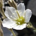 Minuartia capillacea Blomma