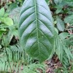 Artocarpus heterophyllus पत्ता