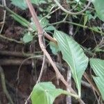 Gonzalagunia hirsuta 樹皮