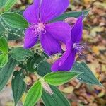 Pleroma urvilleanum Flor