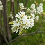 Amelanchier × spicata