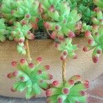Sedum pachyphyllum Egyéb