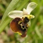 Ophrys holosericeaFlower