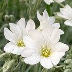 Cerastium tomentosum Flor