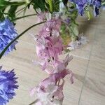 Consolida ajacis Flor