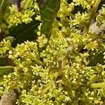 Searsia natalensis Λουλούδι
