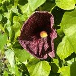 Aristolochia littoralis Fula