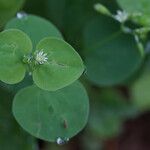 Drymaria cordata Lorea